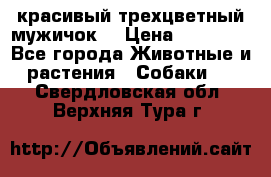 красивый трехцветный мужичок  › Цена ­ 10 000 - Все города Животные и растения » Собаки   . Свердловская обл.,Верхняя Тура г.